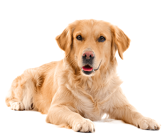 Dog Image